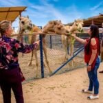 Camel Farm in Dubai An Authentic Camel Farm Experience