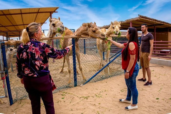 Camel Farm in Dubai An Authentic Camel Farm Experience